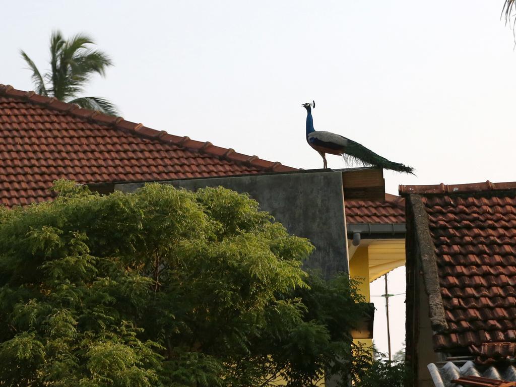 Sethun House Otel Mirissa Dış mekan fotoğraf